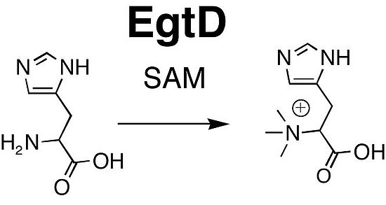 EgtD1