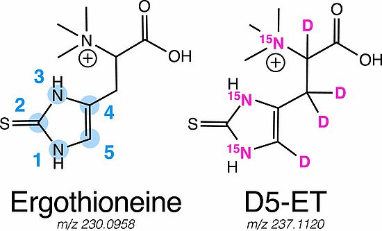 Isotopic labelling of ergothioneine