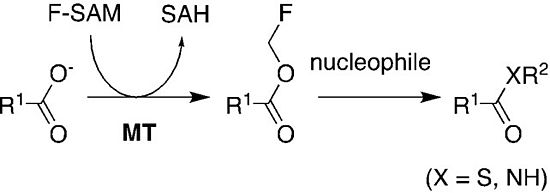 Fluoromethyl Carboxylate