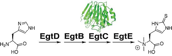 EgtC