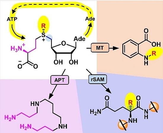 SAM regeneration for radical SAM enzymes