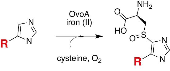 OvoA