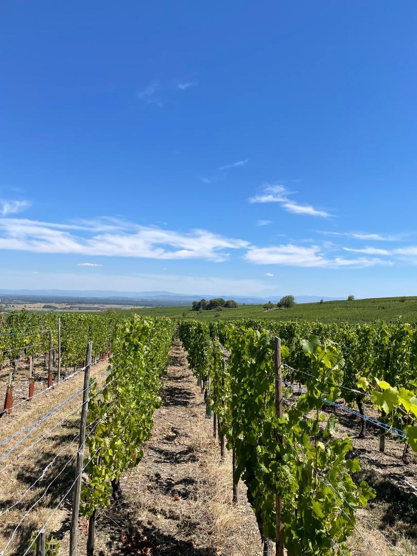 Wineyard Colmar