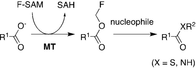 Fluoromethyl Carboxylate